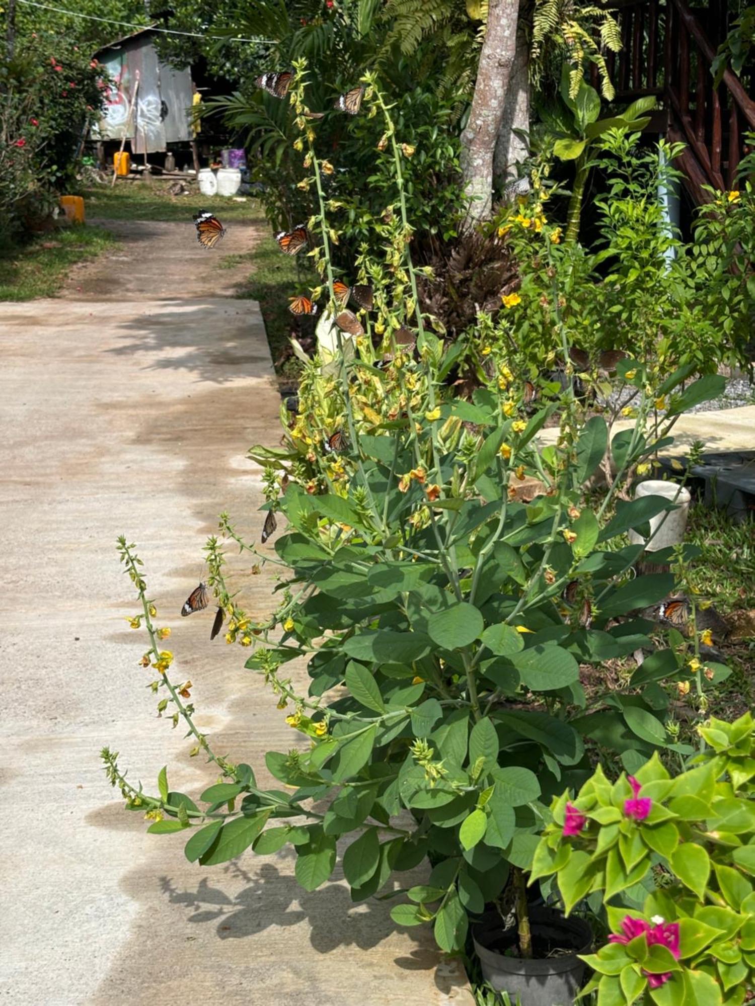 Mookdaman Bungalow Villa Ko Yao Noi Bagian luar foto